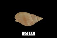 藏品(光滑織紋螺)的圖片